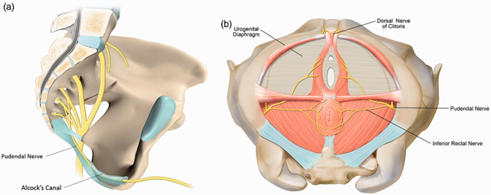 Anal Pain